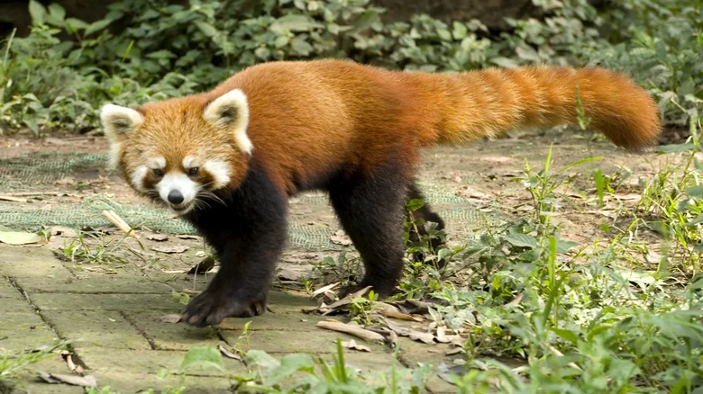 Panda Vermelho (Reprodução)