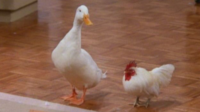 Chick and Duck standing together