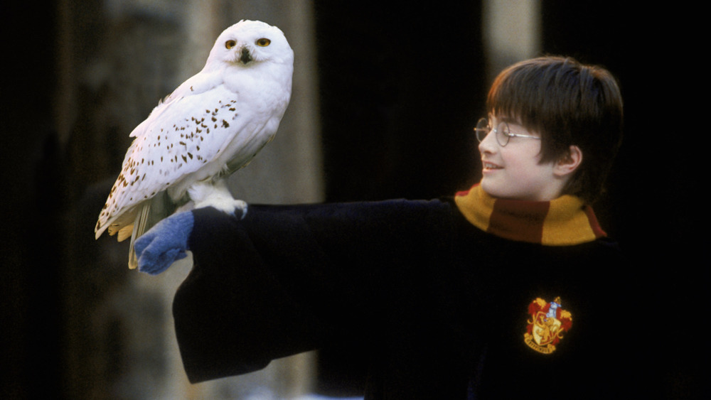 Harry Potter holding owl