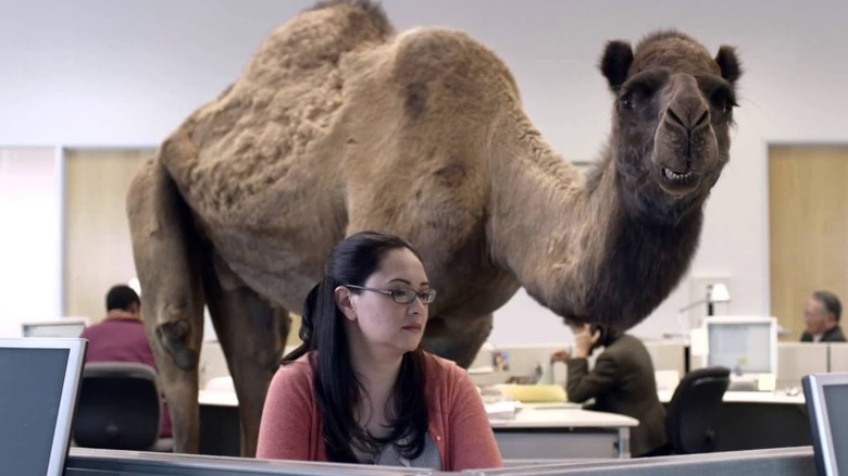 Camel in office Geico ad