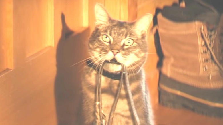 Walter the Cat wants to go for a walk