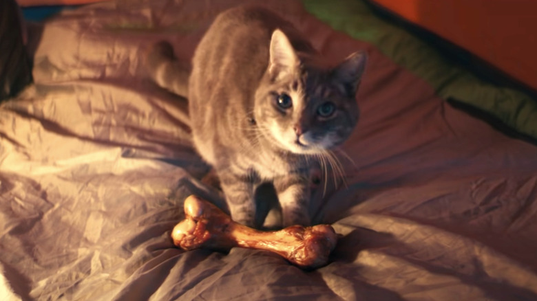 Walter the Cat with a bone