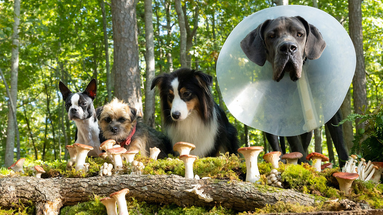 A quarter of canines encounter mushrooms in Strays (2023)