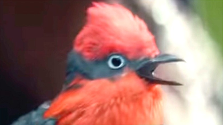 Bird in Flamin' Hot Cheetos commercial