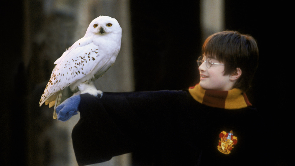 Harry Potter holding his owl