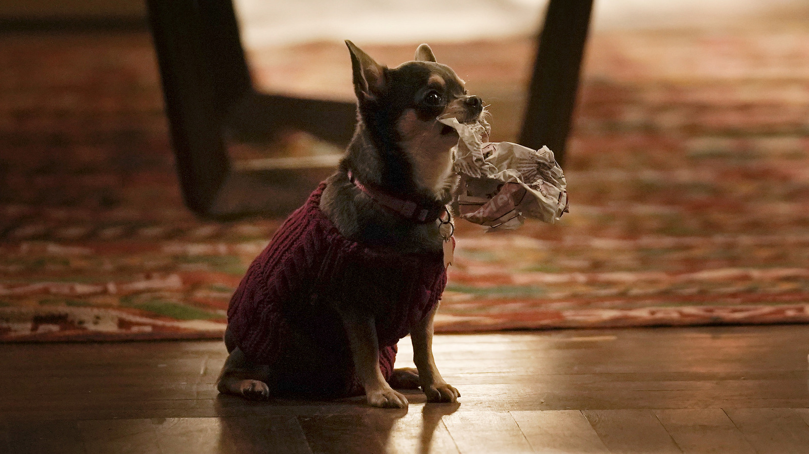 Will Trent Scene-Stealer Betty The Chihuahua Also Appeared In A Disney ...