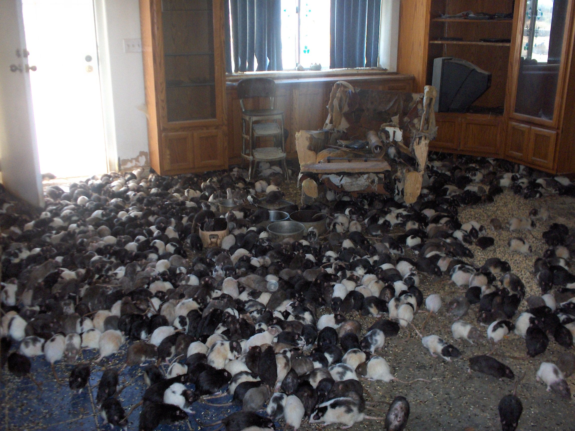 The Most Disturbing Collections On Hoarders